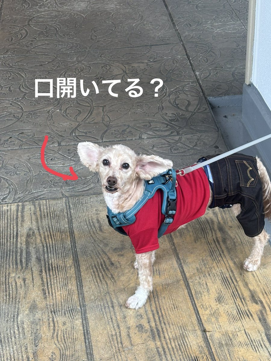 moteko520's tweet photo. こまつ犬という種類 | みや姉の日常
https://t.co/ONTNqaVuPI
#Amebaブログ #アメブロ #みや姉

こんばんは、みや姉です。
ブログ更新しました
よろしくお願いします🙇 https://t.co/lLnQ7xzHCV