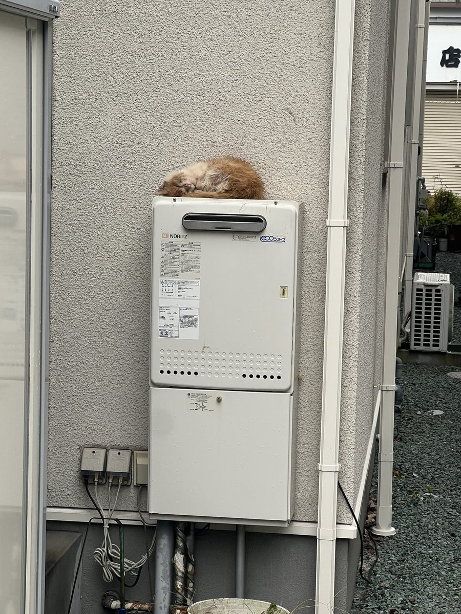 k_take127's tweet photo. お参りの際に発見した暖をとっている塩釜の猫かわゆい
塩釜いる間は晴れ、帰りは土砂降り
ええやん https://t.co/coEbjxcgcb