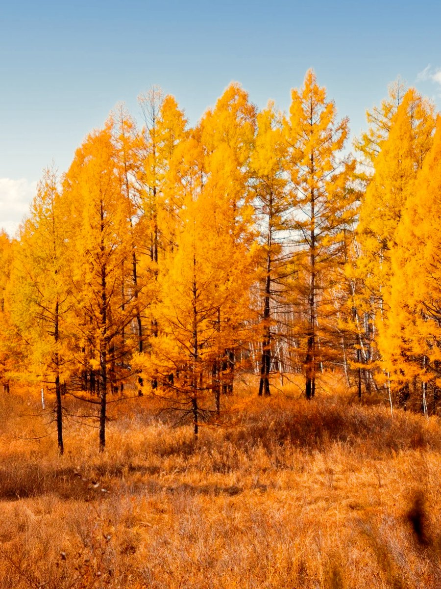 TulaHofstac1's tweet photo. Cool breeze, falling leaves, and a perfect pumpkin spice latte – autumn’s here and it’s absolute vibe! https://t.co/uMGASLWuvX