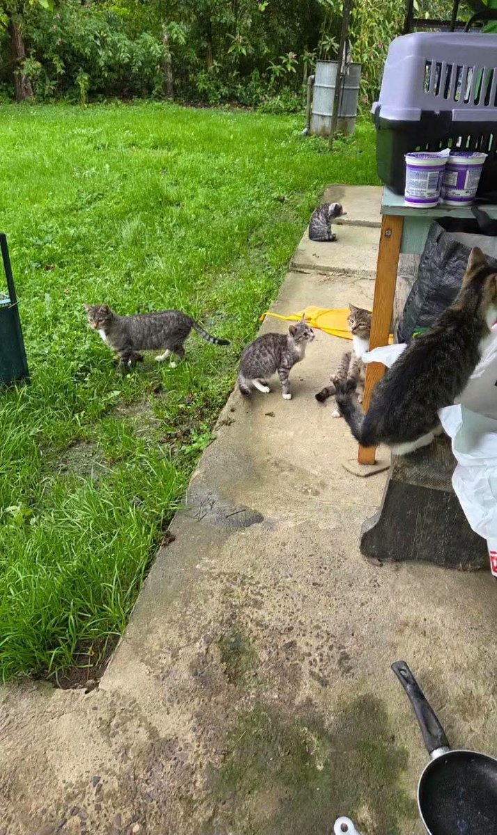 F_FELINEUS's tweet photo. PILNE!! Potrzeba domów dla kociąt z nad Sanu!! W ubiegłym roku życie straciło tam aż 16 kociąt. 💔 zmarło śmiercią głodową bo nie było możliwości dotarcia do nich !

Na miejsce można dostać się wyłącznie łodzią. Kiedy pojawią się przymrozki, łódź zostanie wyciągnięta z wody.
Wtedy po prostu nie będziemy mogli tam dopłynąć.

Dlatego potrzebujemy domów teraz, zanim zakończy się możliwość bezpiecznego dotarcia do kotów.

I bardzo ważne:
Nie oczekujemy, że osoba, która zdecyduje się przyjąć któregoś z tych kotów, sama zorganizuje całą logistykę.
To jest po naszej stronie.
Wypłyniemy po koty.
Zorganizujemy ich transport.
Zapewnimy niezbędną opiekę weterynaryjną po zabraniu ich z miejsca.
I dowieziemy je do znalezionych domów.
Nie wiemy, ile czasu zostało nam na skuteczne działanie. Wiemy natomiast, że nie możemyr pozwolić sobie na 

Jeżeli możecie przyjąć któregoś z nich zadzwońcie do nas. 

Jeżeli nie możecie, ale możecie pomóc dotrzeć z tym apelem do kogoś, kto może — udostępnijcie ten post.

Musimy zdążyć 💔. 

Kontakt w sprawie: 
Sanocka Straż Ochrony i Ratownictwa Zwierząt 
📞 880 032 585