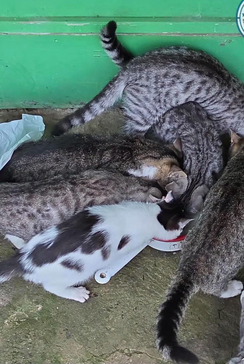 F_FELINEUS's tweet photo. PILNE!! Potrzeba domów dla kociąt z nad Sanu!! W ubiegłym roku życie straciło tam aż 16 kociąt. 💔 zmarło śmiercią głodową bo nie było możliwości dotarcia do nich !

Na miejsce można dostać się wyłącznie łodzią. Kiedy pojawią się przymrozki, łódź zostanie wyciągnięta z wody.
Wtedy po prostu nie będziemy mogli tam dopłynąć.

Dlatego potrzebujemy domów teraz, zanim zakończy się możliwość bezpiecznego dotarcia do kotów.

I bardzo ważne:
Nie oczekujemy, że osoba, która zdecyduje się przyjąć któregoś z tych kotów, sama zorganizuje całą logistykę.
To jest po naszej stronie.
Wypłyniemy po koty.
Zorganizujemy ich transport.
Zapewnimy niezbędną opiekę weterynaryjną po zabraniu ich z miejsca.
I dowieziemy je do znalezionych domów.
Nie wiemy, ile czasu zostało nam na skuteczne działanie. Wiemy natomiast, że nie możemyr pozwolić sobie na 

Jeżeli możecie przyjąć któregoś z nich zadzwońcie do nas. 

Jeżeli nie możecie, ale możecie pomóc dotrzeć z tym apelem do kogoś, kto może — udostępnijcie ten post.

Musimy zdążyć 💔. 

Kontakt w sprawie: 
Sanocka Straż Ochrony i Ratownictwa Zwierząt 
📞 880 032 585