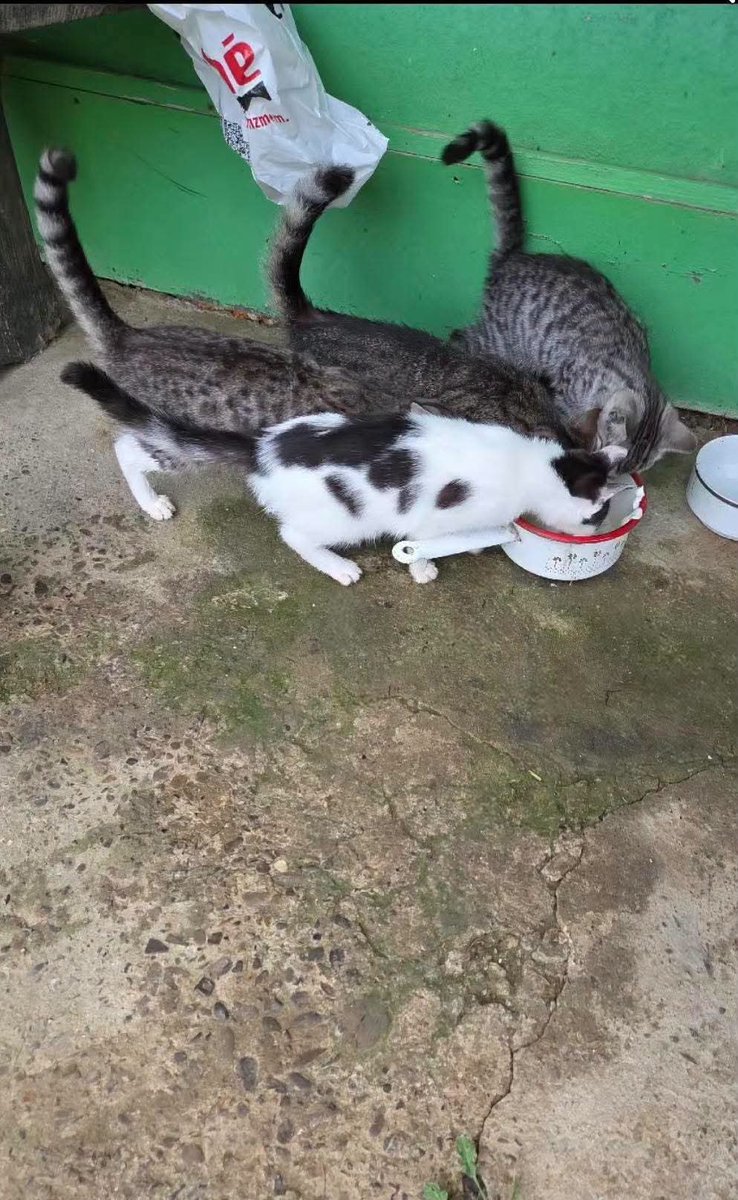 F_FELINEUS's tweet photo. PILNE!! Potrzeba domów dla kociąt z nad Sanu!! W ubiegłym roku życie straciło tam aż 16 kociąt. 💔 zmarło śmiercią głodową bo nie było możliwości dotarcia do nich !

Na miejsce można dostać się wyłącznie łodzią. Kiedy pojawią się przymrozki, łódź zostanie wyciągnięta z wody.
Wtedy po prostu nie będziemy mogli tam dopłynąć.

Dlatego potrzebujemy domów teraz, zanim zakończy się możliwość bezpiecznego dotarcia do kotów.

I bardzo ważne:
Nie oczekujemy, że osoba, która zdecyduje się przyjąć któregoś z tych kotów, sama zorganizuje całą logistykę.
To jest po naszej stronie.
Wypłyniemy po koty.
Zorganizujemy ich transport.
Zapewnimy niezbędną opiekę weterynaryjną po zabraniu ich z miejsca.
I dowieziemy je do znalezionych domów.
Nie wiemy, ile czasu zostało nam na skuteczne działanie. Wiemy natomiast, że nie możemyr pozwolić sobie na 

Jeżeli możecie przyjąć któregoś z nich zadzwońcie do nas. 

Jeżeli nie możecie, ale możecie pomóc dotrzeć z tym apelem do kogoś, kto może — udostępnijcie ten post.

Musimy zdążyć 💔. 

Kontakt w sprawie: 
Sanocka Straż Ochrony i Ratownictwa Zwierząt 
📞 880 032 585