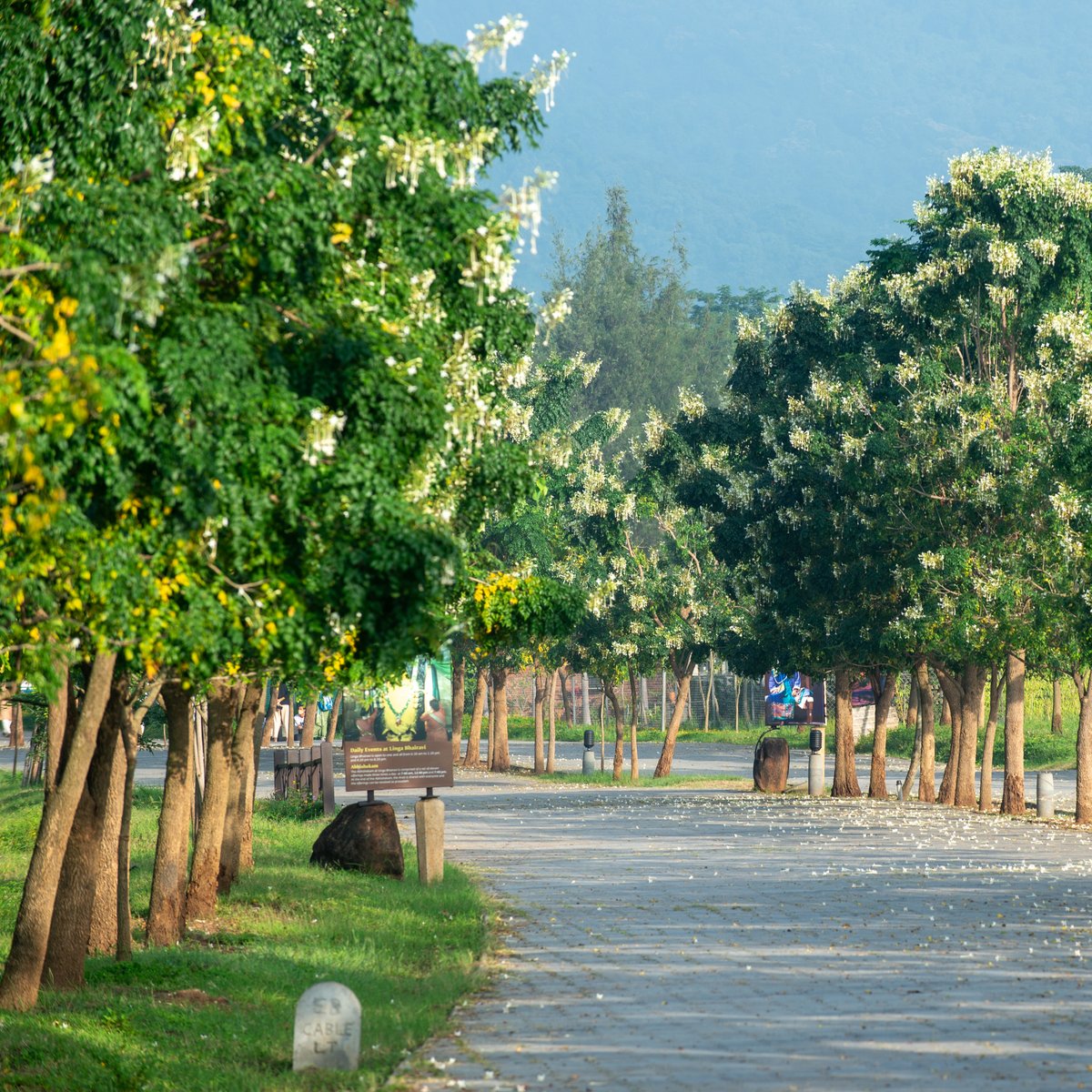 ishafoundation's tweet photo. Flowering trees arch over a quiet path at the Isha Yoga Center. https://t.co/8hybwgc6vC