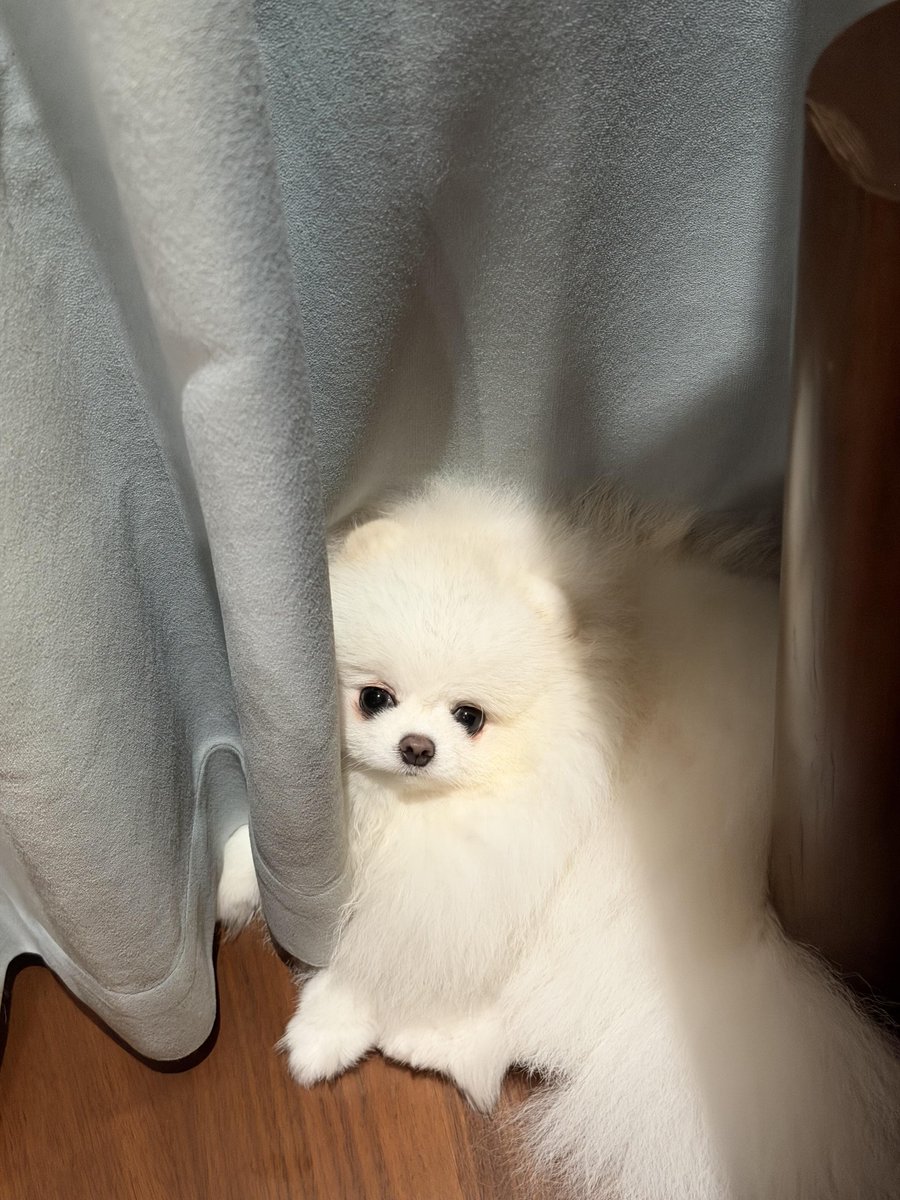 15Myt's tweet photo. あのちょっと切なそうな目を見ていると、思わず抱きしめてあげたくなりますね。 https://t.co/lqwEUPfh42