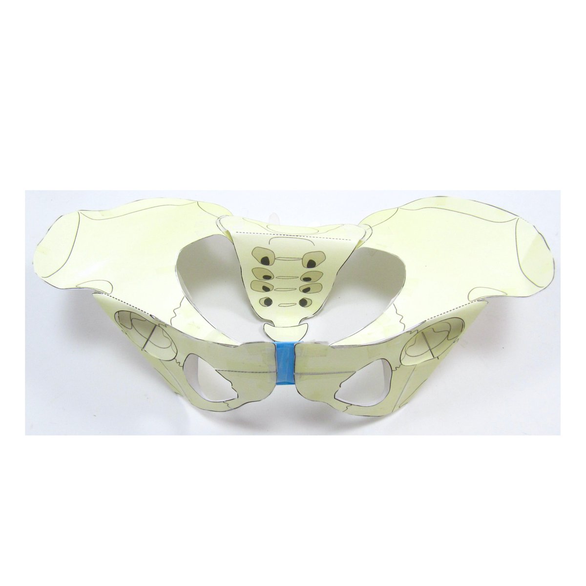 OrigamiCells's tweet photo. Our new Pelvis paper model is doing really well! Combine this with our Skull & Bones models for some great learning and maybe Halloween fun?
Find out more here: https://t.co/4GLZqltNFw
#bones #pelvis #skull #biology #halloween https://t.co/A6Vs5WTXoP