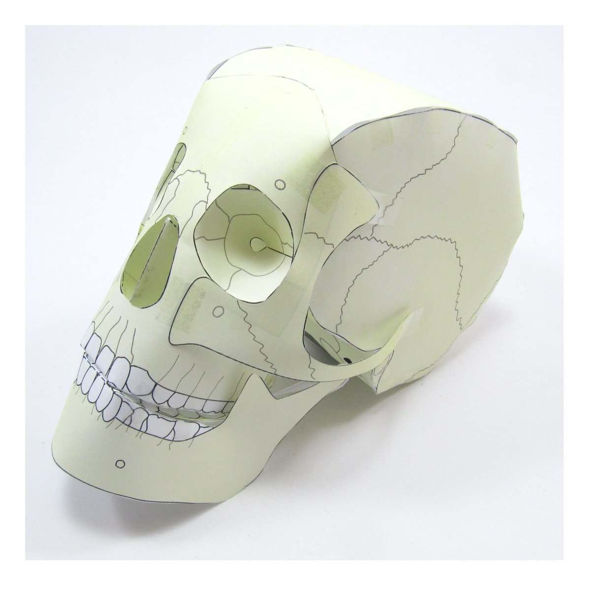 OrigamiCells's tweet photo. Our new Pelvis paper model is doing really well! Combine this with our Skull & Bones models for some great learning and maybe Halloween fun?
Find out more here: https://t.co/4GLZqltNFw
#bones #pelvis #skull #biology #halloween https://t.co/A6Vs5WTXoP