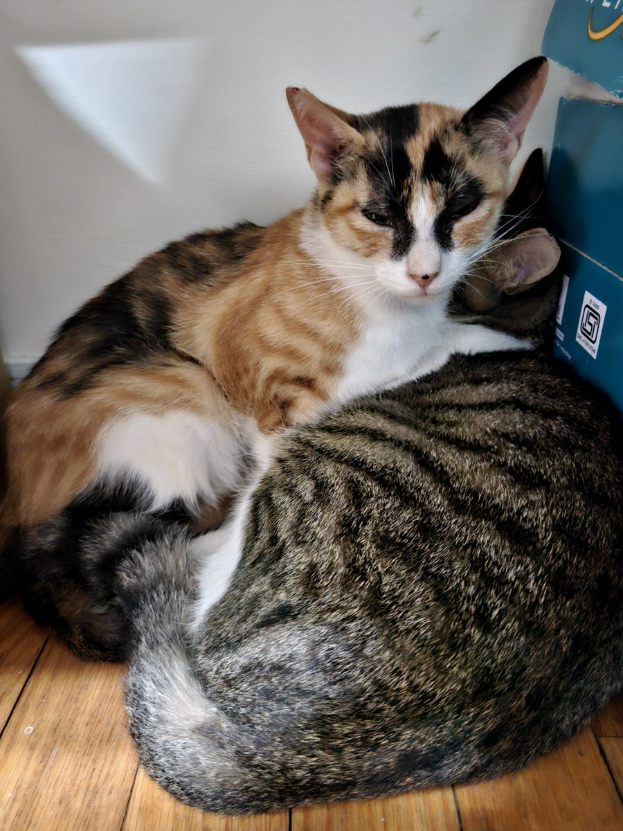 riveratereq6gd's tweet photo. Rescued two bonded cats during the typhoon, now facing a deadline, split them up or release them? Need honest opinions.
#ZoomiesTime https://t.co/6pdOXgVtiP