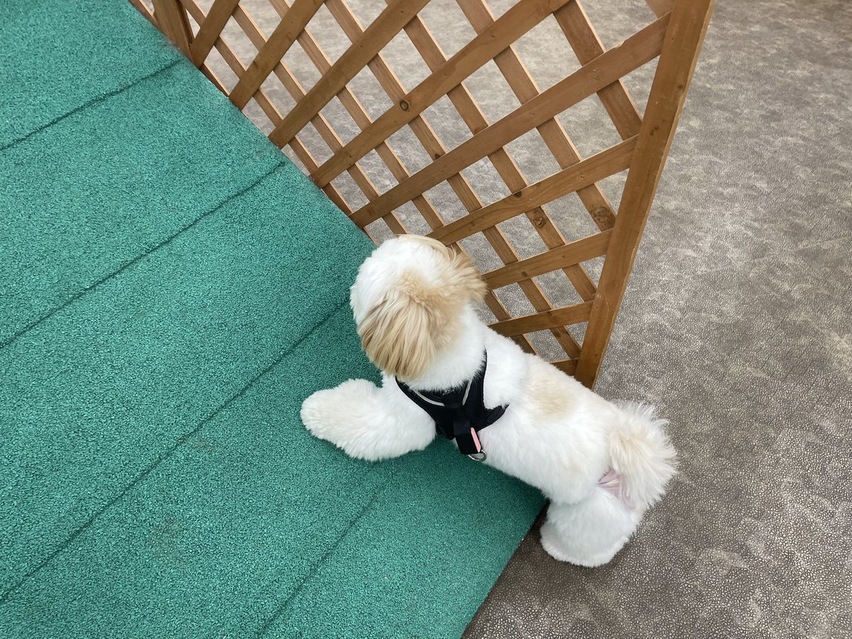 koperu0126's tweet photo. 雨続き…室内ドッグランに遊びに行ってきた！ https://t.co/ExAp6i9xb9