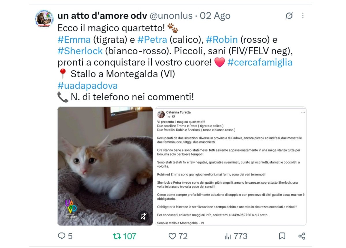 unonlus's tweet photo. 🐱 #Emma e #Robin cercano casa insieme  
Hanno circa 3 mesi, sono vispi, giocosi e super affettuosi. Spulciati, sverminati e FIV/FeLV negativi. Si affidano in coppia con obbligo sterilizzazione.  
​📍 Teolo (PD)
📞 Info WhatsApp: 3286972582  
​#uadapadova #cercafamiglia https://t.co/NyAdaUxUWy