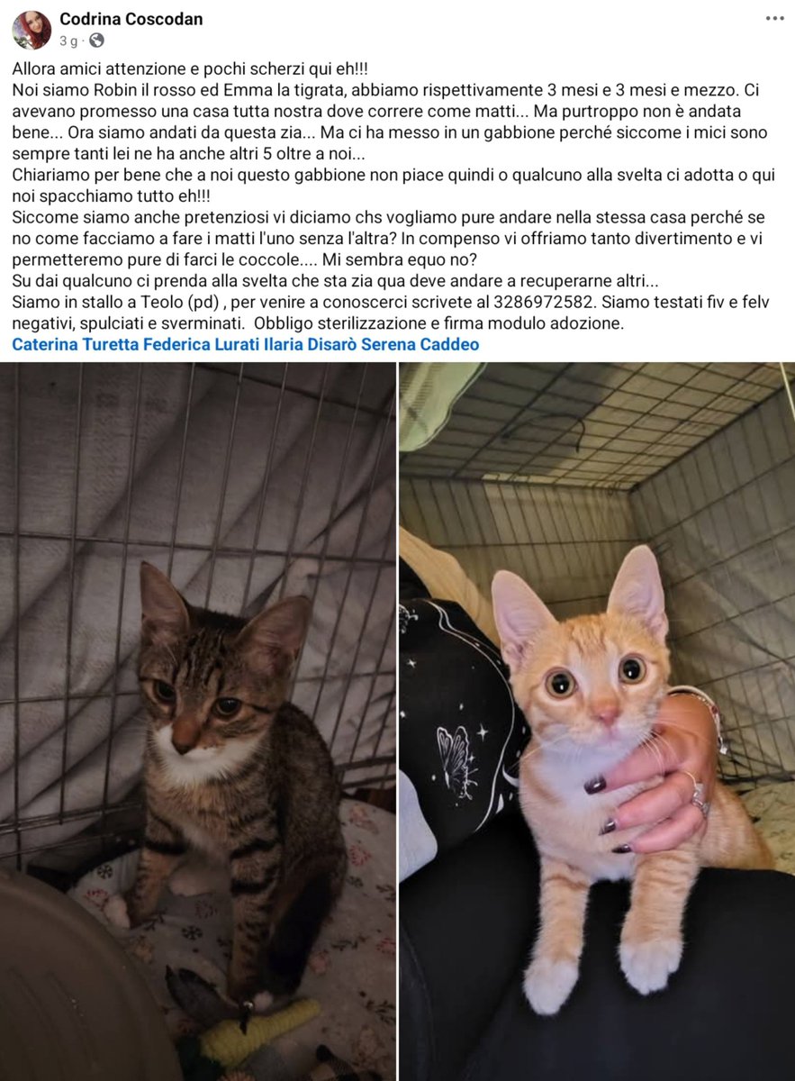 unonlus's tweet photo. 🐱 #Emma e #Robin cercano casa insieme  
Hanno circa 3 mesi, sono vispi, giocosi e super affettuosi. Spulciati, sverminati e FIV/FeLV negativi. Si affidano in coppia con obbligo sterilizzazione.  
​📍 Teolo (PD)
📞 Info WhatsApp: 3286972582  
​#uadapadova #cercafamiglia https://t.co/NyAdaUxUWy