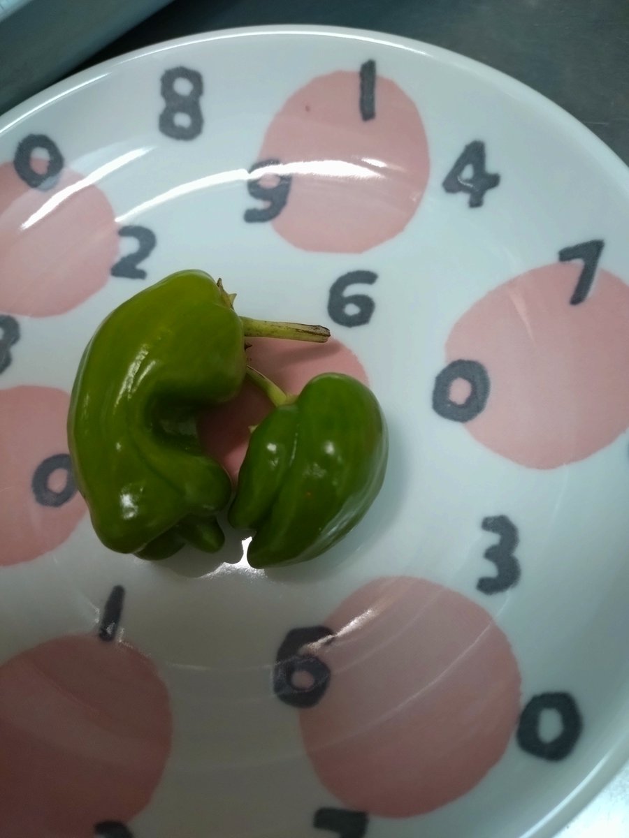 b1ukz's tweet photo. 種から育てたピーマン🫑
鉢を増やしたくないため老木のユッカの鉢で育てました。
幸いにユッカは、頑張って生きてます。コンパニオンプランツでなかったが実った。嬉しかった。 https://t.co/LZOjiKVeP3
