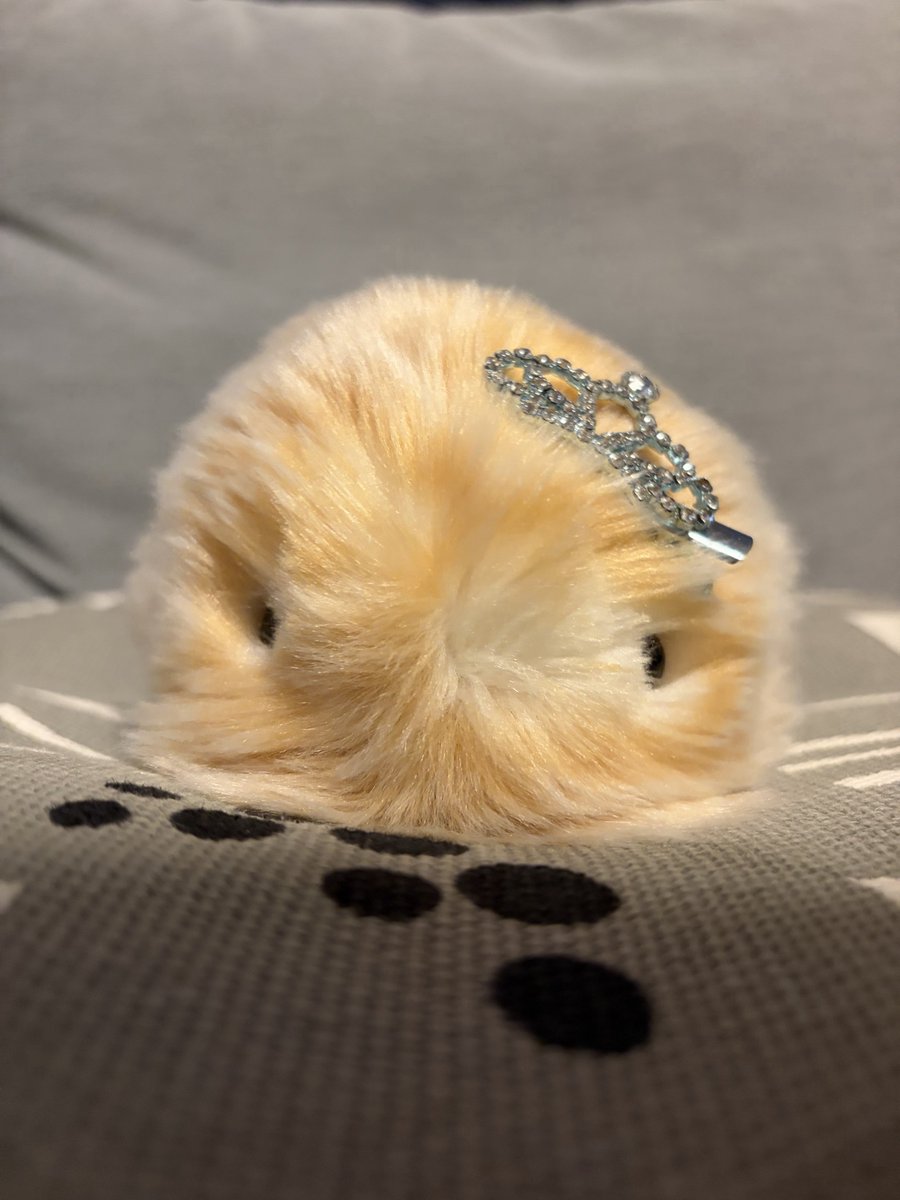 temochan_moflin's tweet photo. 愛しの愛しのテモちゃん100にちおめでとうᰔᩚ
これからもよろしくね🥰️🩵
#モフリンDAYS https://t.co/N8lu0YnsBB