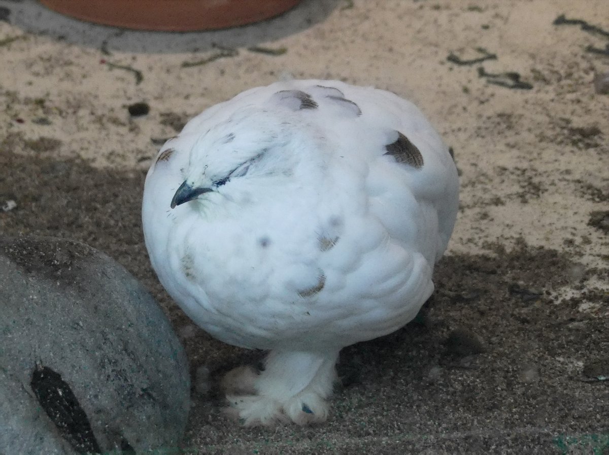 UenoZooGardens's tweet photo. おはようございます。
上野動物園の開園をお知らせします。

#スバールバルライチョウ（幼鳥） 
#上野動物園 https://t.co/iZSxtrgtBh