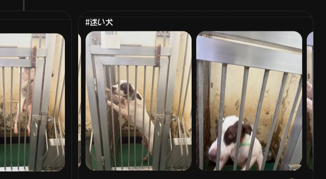 ussii123456's tweet photo. 笠間収容所に収容されている
行方市麻生からの収容犬ポインターくん。
パニックで檻の中を飛び跳ねているそうです。
飼い主さんのお迎えかシェルターさんの引き出しお願いします。
 #拡散希望 https://t.co/zgnq5LSvjy
