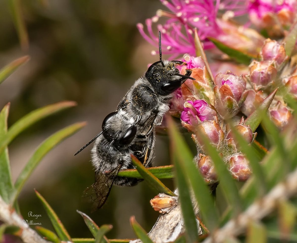 TheHolyHabibee's tweet photo. Bee of the day #339 is a multitasker: Pollen and Procreating, Foraging and Fornicating, Nectaring and uh.... Nutting? 

If you've been following the past few days, you'll know how I harp on about the large- & strong-jawed bees. You have been following on, right anon? 

Right, this is a leafcutter bee, Megachile (Hackeriapis) oblonga, spotted on the botanic gardens. Now this multitasking is nothing new in the insect world, for the act of mating demands little active attention*. The male is mounting and thrusting in the female while she carries on with her duties. 

His weight is of no consequence, for a fully loaded female carries ~50-80% of her weight in pollen & nectar**, so a tailgating male (pun intended) is a light matter (oh look, a second pun)

📷Roger Williams, Wagga Wagga NSW

*You could think of it as 80% of the attention is required in the initial stages in picking a mate, the rest of it easy peasy
**The best studied examples are honey bees, go figure. There is a large spread in percentage values owing to the large variety of bees and body sizes. The smaller you get, the more forgiving the force of gravity gets