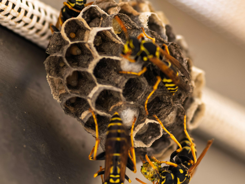 EffectivePest tweet picture