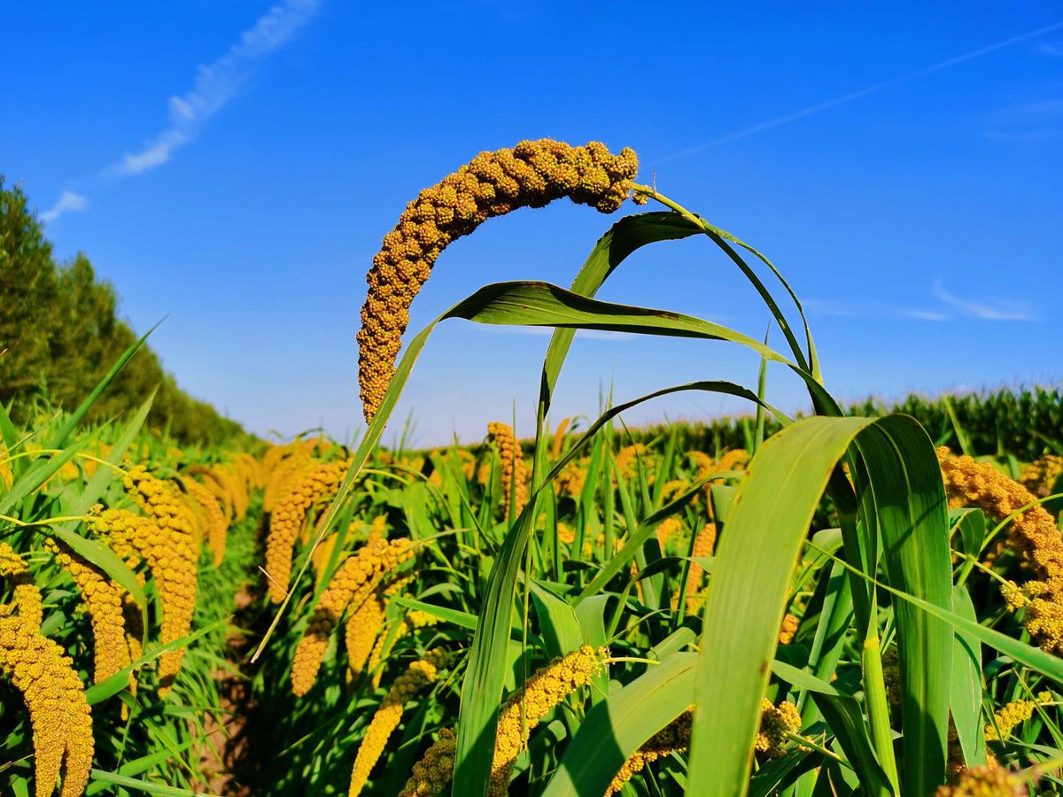 l_etkocs_86_e70's tweet photo. [Millet stands tall, not lame nor panicked—fresh vibes here!]， https://t.co/PyeSFazWJD