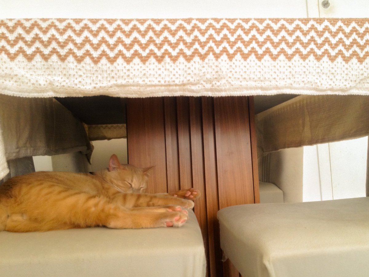 verictuss's tweet photo. Gato bocó https://t.co/AqsUPpHDex