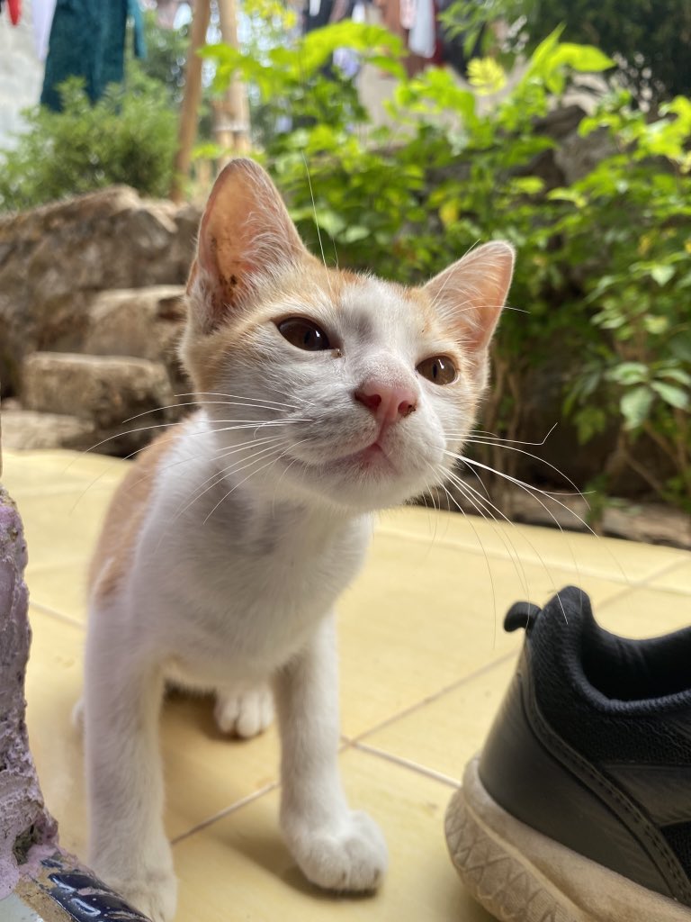 Cococaxe's tweet photo. 😸: Bau apa nih, tuna ya? https://t.co/TXjeGm6ayd