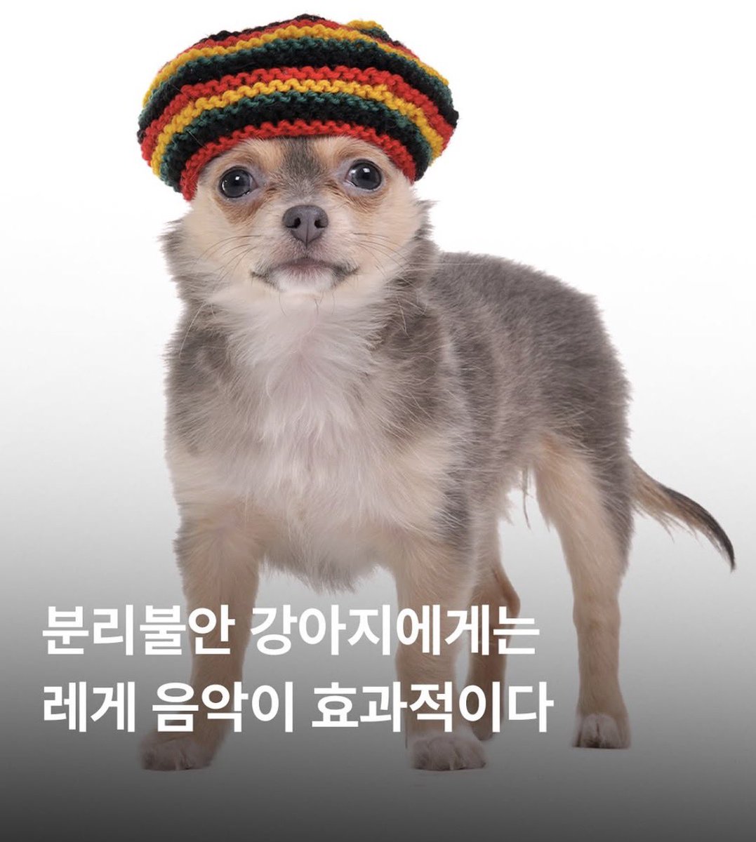 Satanism_badass's tweet photo. 분리불안 강아지에게는 레게 음악이 효과적이다 https://t.co/nX9W89LXeM