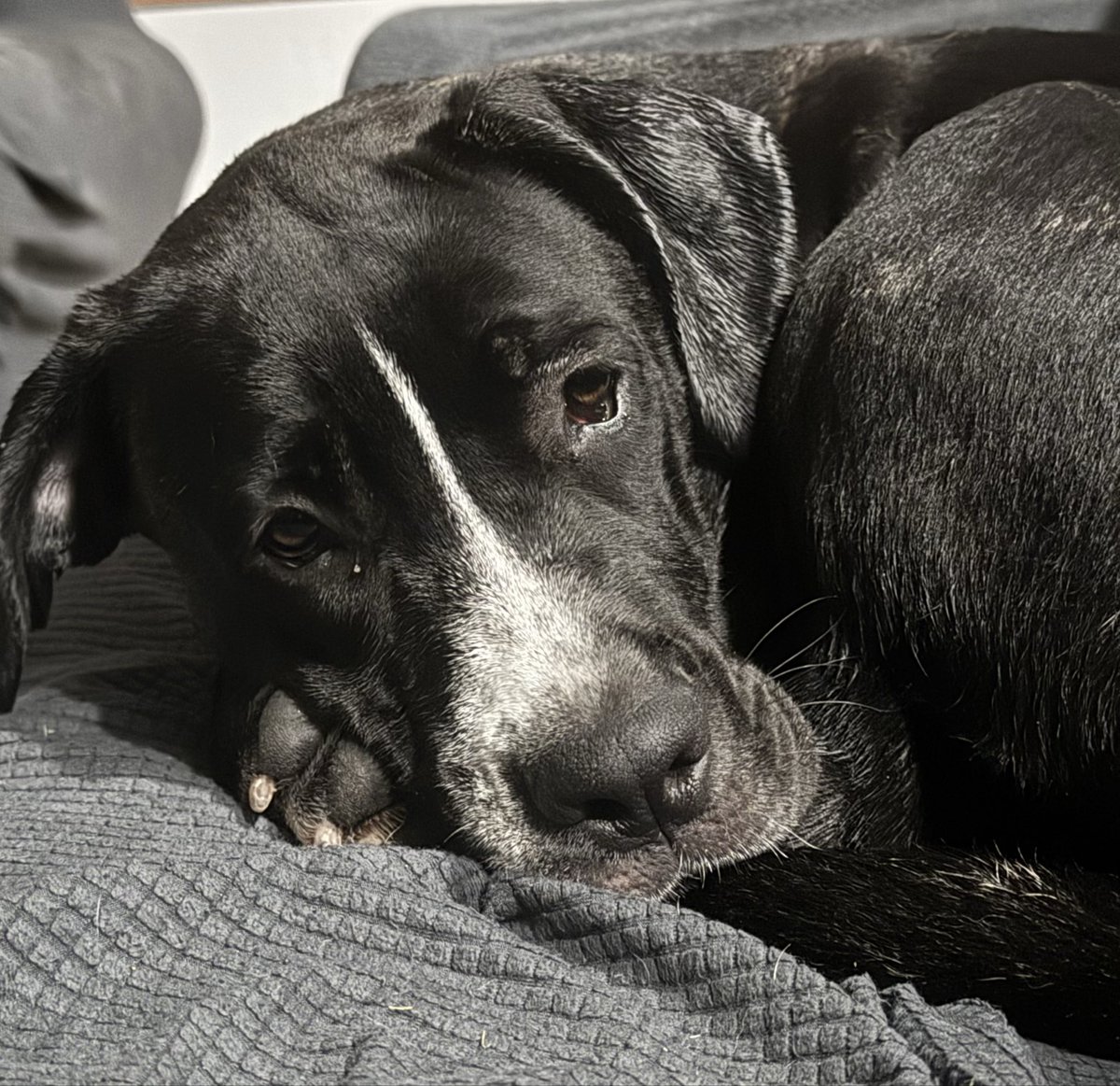 rainibrei's tweet photo. It’s raining outside. Time to curl up on the couch. https://t.co/f2cr1BEJf3