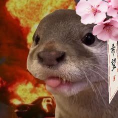 ShiroganeAoi's tweet photo. Coment rápido que es más un vent de chill.
La nutria Kawai, es un PERSONAJE, yo como roleplayer estoy interpretando un PERSONAJE. Nunca he dicho en el rol que mi chingaderita sea japonesa -mucho menos yo- 
El Lore que anda diciendo es que aprendió porque una tele cayó en la isla nutria.

Por qué digo esto? :'@ no me agrada ver comentarios desinformado sobre que me hago la japonesa, nunca he estudiado japonés así que en efecto, tengo problemas gramaticales, pero nunca he inventado palabras. Intento hacerla sin meter estereotipos porque no quiero faltarle al respeto a la cultura ni a las personas de allá.
Repito, sé que por acá ya quedó claro eso, PERO, nomás eso.

Buenos días, hidratense y coman bien, porfa