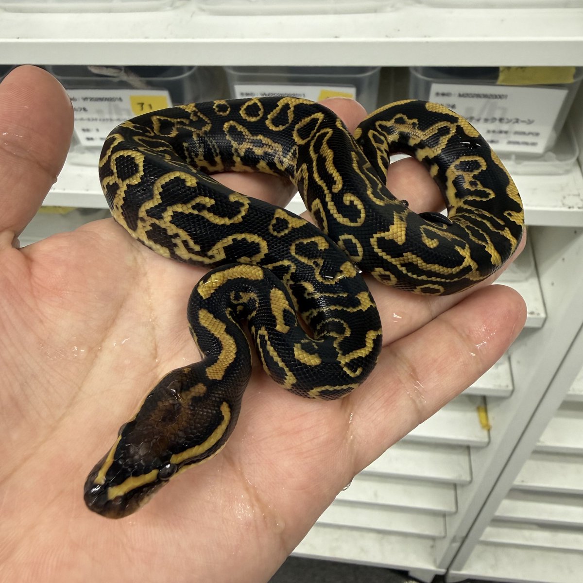 ballpythonari tweet picture