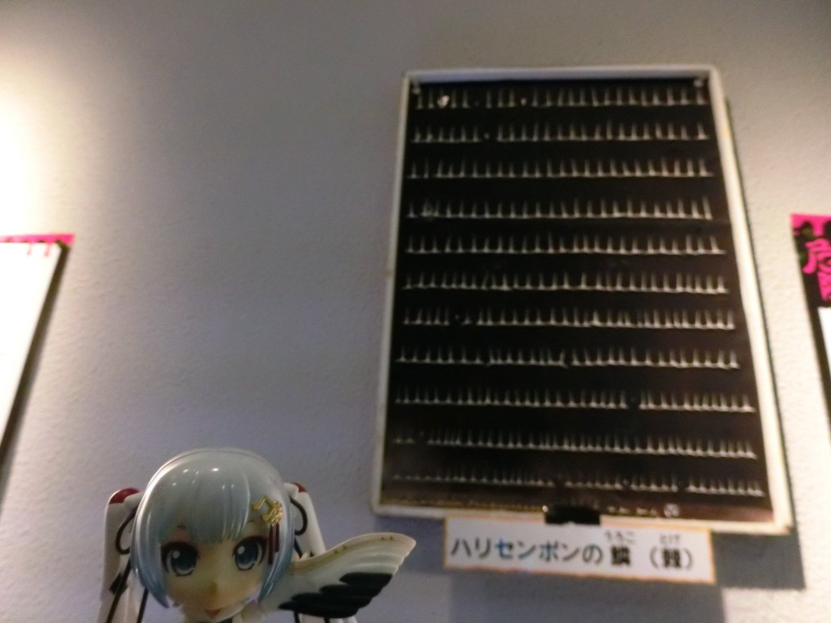 mabo2dayo's tweet photo. ｢ほんでこちらが膨らんだ状態の標本と、バラバラに解いたトゲ～♪｣
…ふむ
｢フグの一種なのでフグと同じ様に水を吸い込んで膨らむ～♪｣
…ふむふむ
｢トゲはウロコが変化したもので実際には1000本も無い～♪｣
…ですよねー
｢嘘ついたからハリセンボン飲ーます～♪｣
…いったい誰にですか https://t.co/mlWqnaEeew