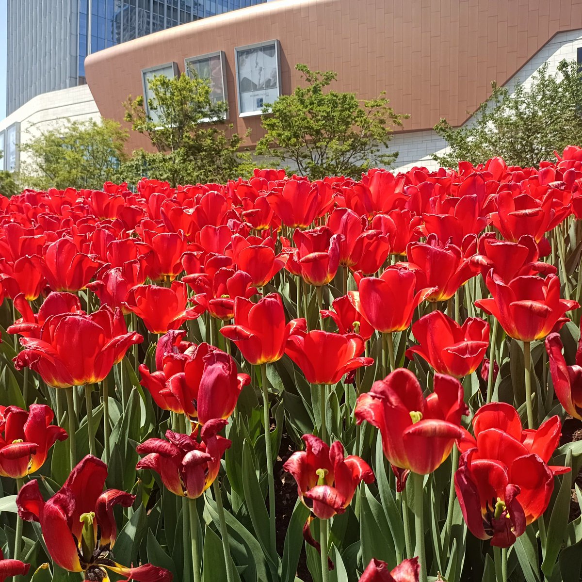 AlphonsoAvgega's tweet photo. Hoy caminé por el centro histórico de la ciudad y descubrí una plazuela pequea con flores rojas; el aire fresco me llenó de energía para seguir explorando. https://t.co/1wQNfUrRfE