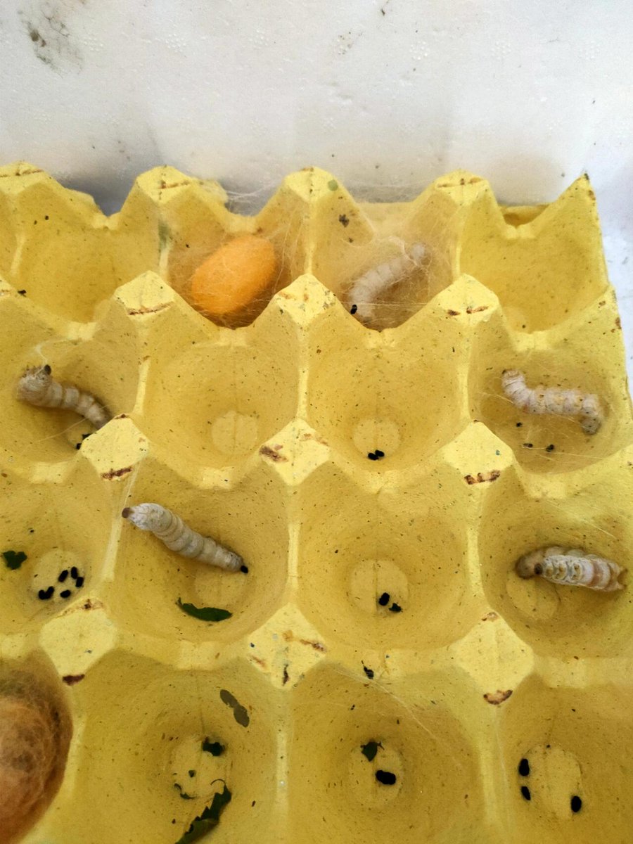 orbit_alber_cfe's tweet photo. The silkworm in the stable made full use of the cable to spin a warm and clean cocoon! https://t.co/x1efh409zY