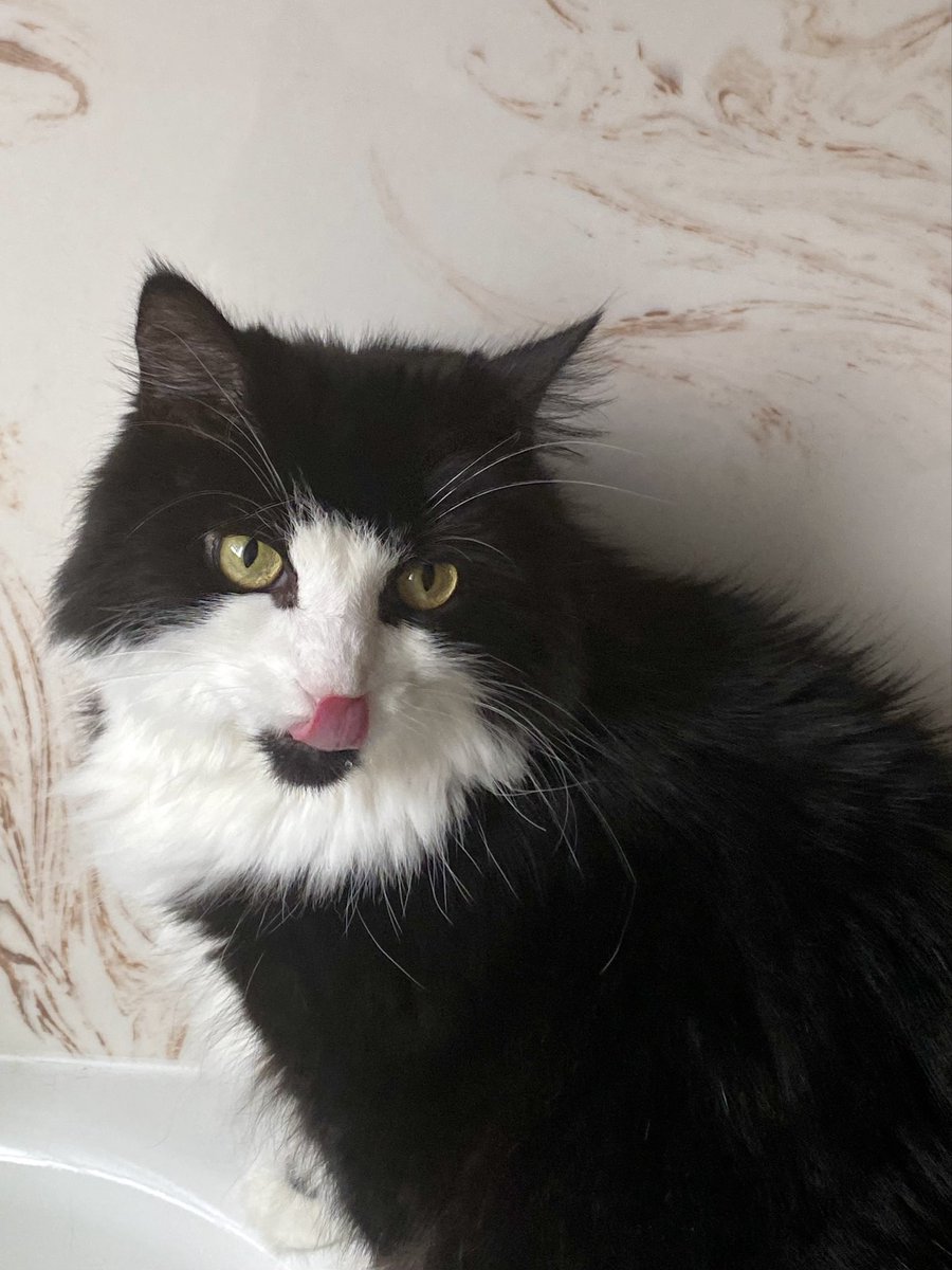 MemeCat99014509's tweet photo. Oh Snap!๐ธ
She got me!๐ธ
Happy ๐
Out Tuesday!๐
๐พ๐ค๐ค~Sally๐ฝ
#TongueOutTuesday #CatsOfX #CatsOfTwitter #Hedgewatch #AnimalLover #PetsOfX #Cats #TuxedoTuesday https://t.co/InfnhS1Goi