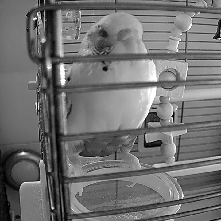 StudioPIYOKO's tweet photo. 夜はトイレにならないんですよ🤣
何が���うんだろう🤔
昼間もこうして欲しいのに😅🦜 https://t.co/eQOcU2wTtH