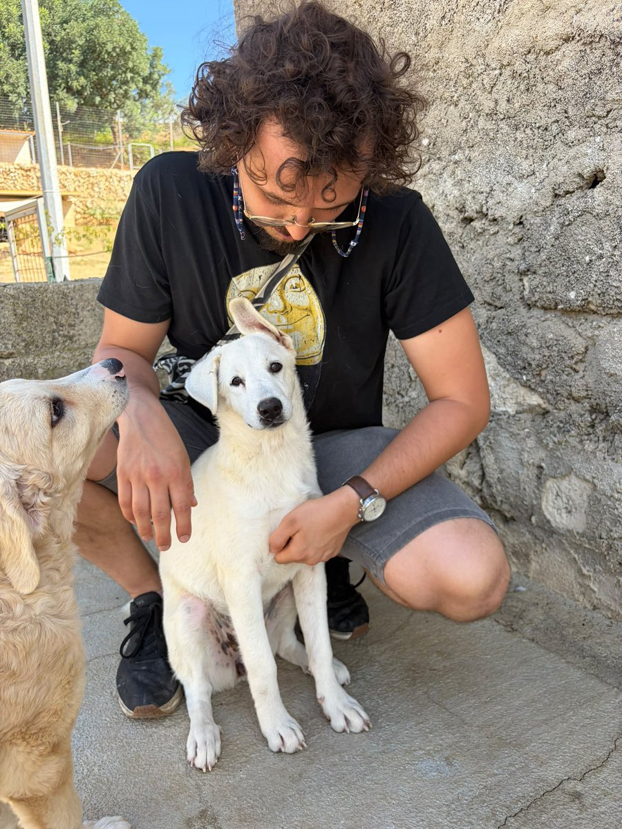 ohanarifugio's tweet photo. 🌸 AURORA HA ZERO RICHIESTE. PROPRIO ZERO.

🙏 Ma prima di tutto abbiamo bisogno che qualcuno si accorga di lei. Perché ad oggi Aurora ha ZERO richieste.

📩 Per informazioni sull’adozione scriveteci in privato su WhatsApp: +39 327 760 7352 https://t.co/AK0V9Vbo3v