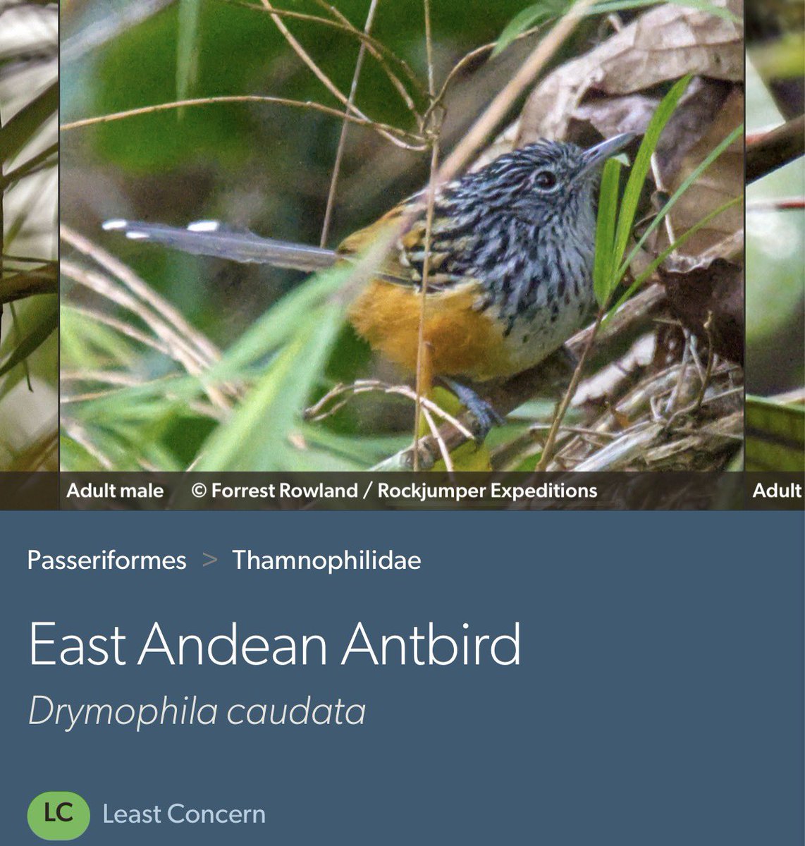 piciformes's tweet photo. does anyone else have a favorite 'niche' bird. mine is him https://t.co/bokrV7vCWN