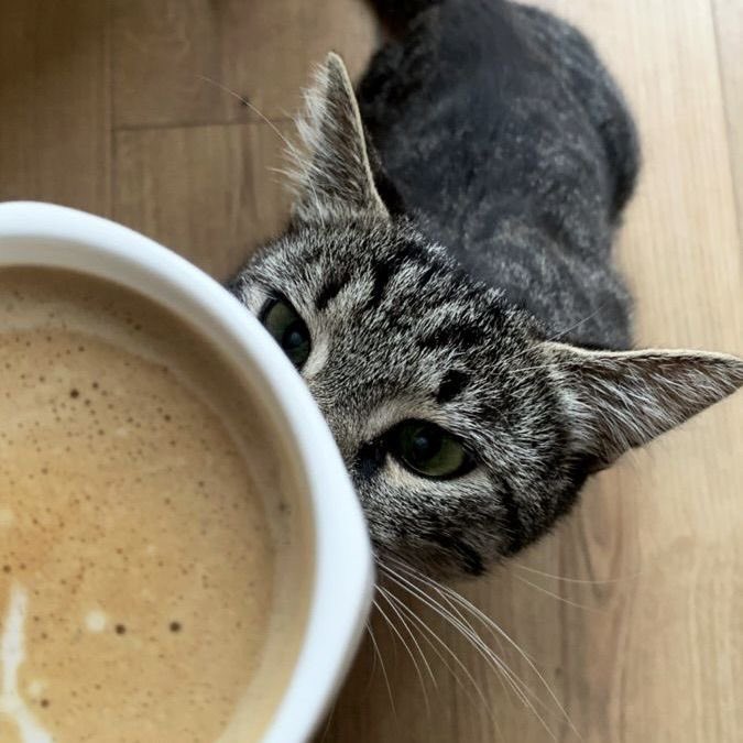 DlAMONDCLAWS's tweet photo. Little miss thinks I made this for her. https://t.co/T4uEDiitxK