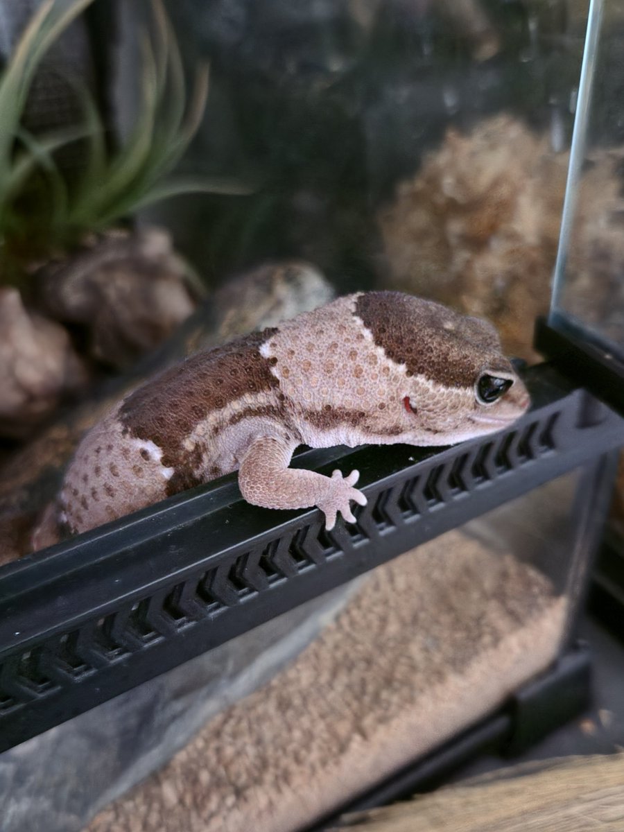 yoshisaji's tweet photo. おてて可愛すぎる
#ニシアフリカトカゲモドキ https://t.co/9ERFQxmpF9