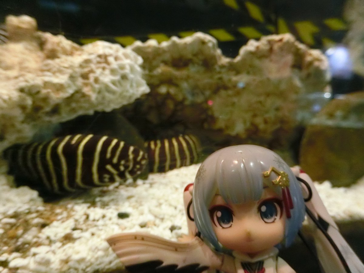 mabo2dayo's tweet photo. ｢ゼブラウツボ～♪｣
…また随分派手ですね
｢ゼブラはシマウマの英名で名前の由来は見たまんま～♪｣
…ですよねー
｢ウツボの仲間はタコや魚などを食べる為に鋭い歯を持つんだけど、ゼブラウツボは貝を食べる為に平たい頑丈な歯を持っている～♪｣
…なるほどー https://t.co/7fQwpVEFqu