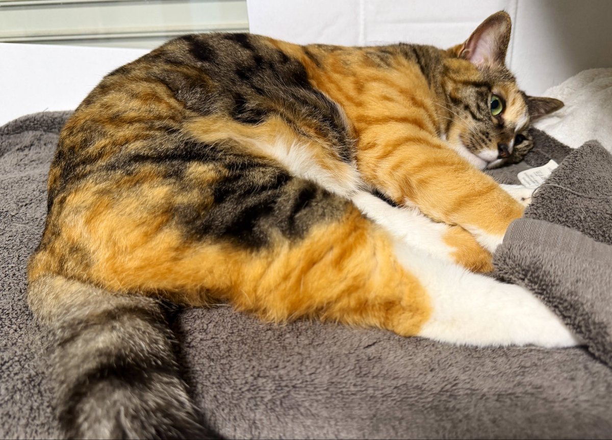 nl1128Buu's tweet photo. 今日の猫🐱 https://t.co/xcmhydJ0nL