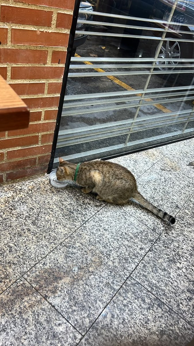 yaracalcagno's tweet photo. Difundo. Esta Gatita apareció hoy lunes 28 de septiembre en la panadería Majestic de La Campiña, es muy dócil y educada (se cree que está extraviada) por favor si alguien la reconoce esta ahí en la panadería. Tiene como una herida en la barriga. https://t.co/HiCGd6KYNY