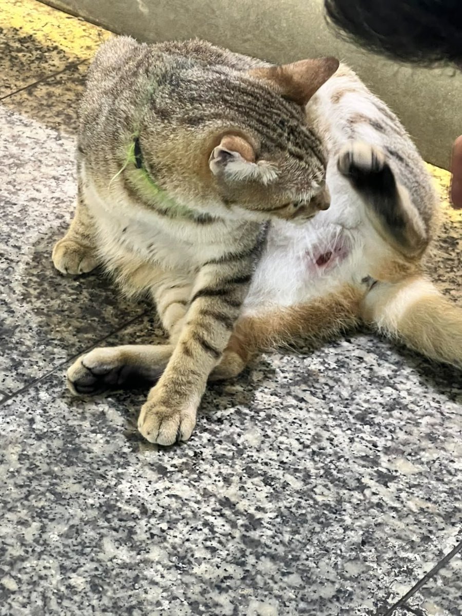 yaracalcagno's tweet photo. Difundo. Esta Gatita apareció hoy lunes 28 de septiembre en la panadería Majestic de La Campiña, es muy dócil y educada (se cree que está extraviada) por favor si alguien la reconoce esta ahí en la panadería. Tiene como una herida en la barriga. https://t.co/HiCGd6KYNY