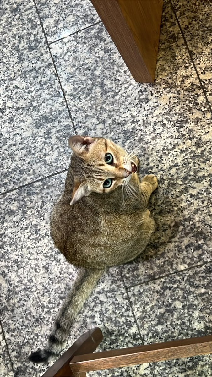 yaracalcagno's tweet photo. Difundo. Esta Gatita apareció hoy lunes 28 de septiembre en la panadería Majestic de La Campiña, es muy dócil y educada (se cree que está extraviada) por favor si alguien la reconoce esta ahí en la panadería. Tiene como una herida en la barriga. https://t.co/HiCGd6KYNY