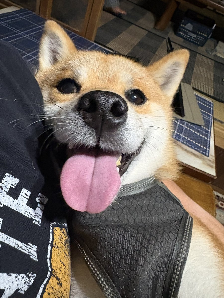 fuku_shiba29 tweet picture