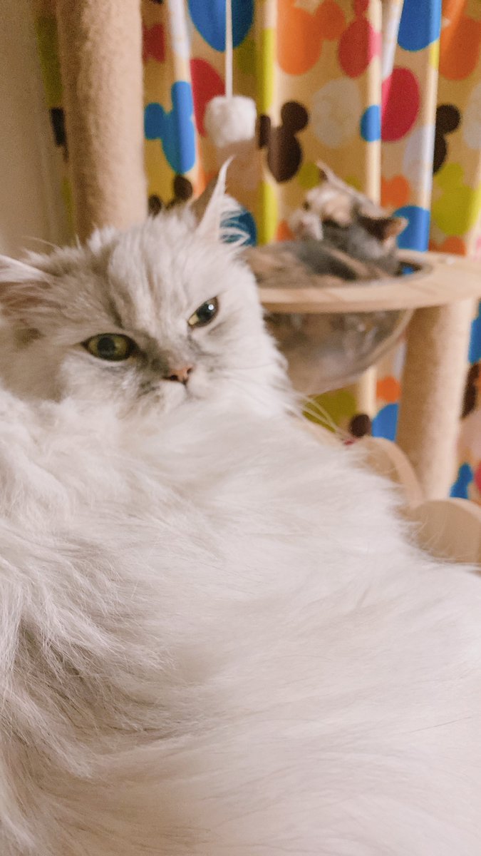 nekonekodan2's tweet photo. 珍しく一緒にキャットタワー使ってた(,,,・-・,,,)➳♥ｷｭﾝ https://t.co/5rGbUKZODu