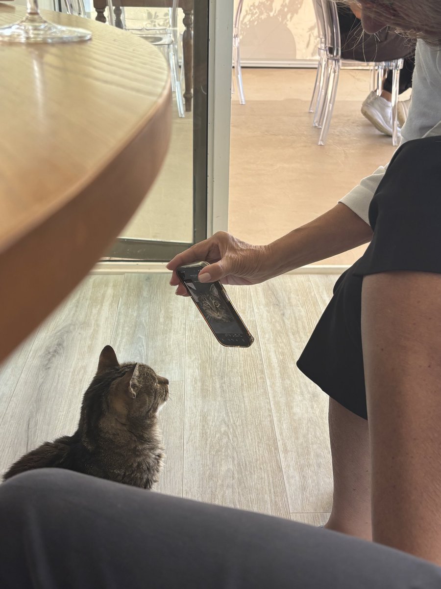 frogcowgirl's tweet photo. my mom showed the italian cat at the tuscan winery/vineyard we were at a picture of my cat https://t.co/3QkDz0f6Ln