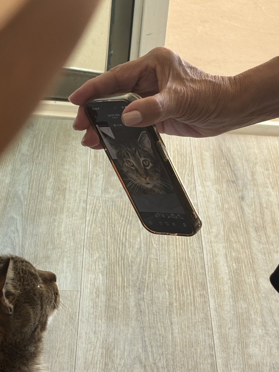 frogcowgirl's tweet photo. my mom showed the italian cat at the tuscan winery/vineyard we were at a picture of my cat https://t.co/3QkDz0f6Ln