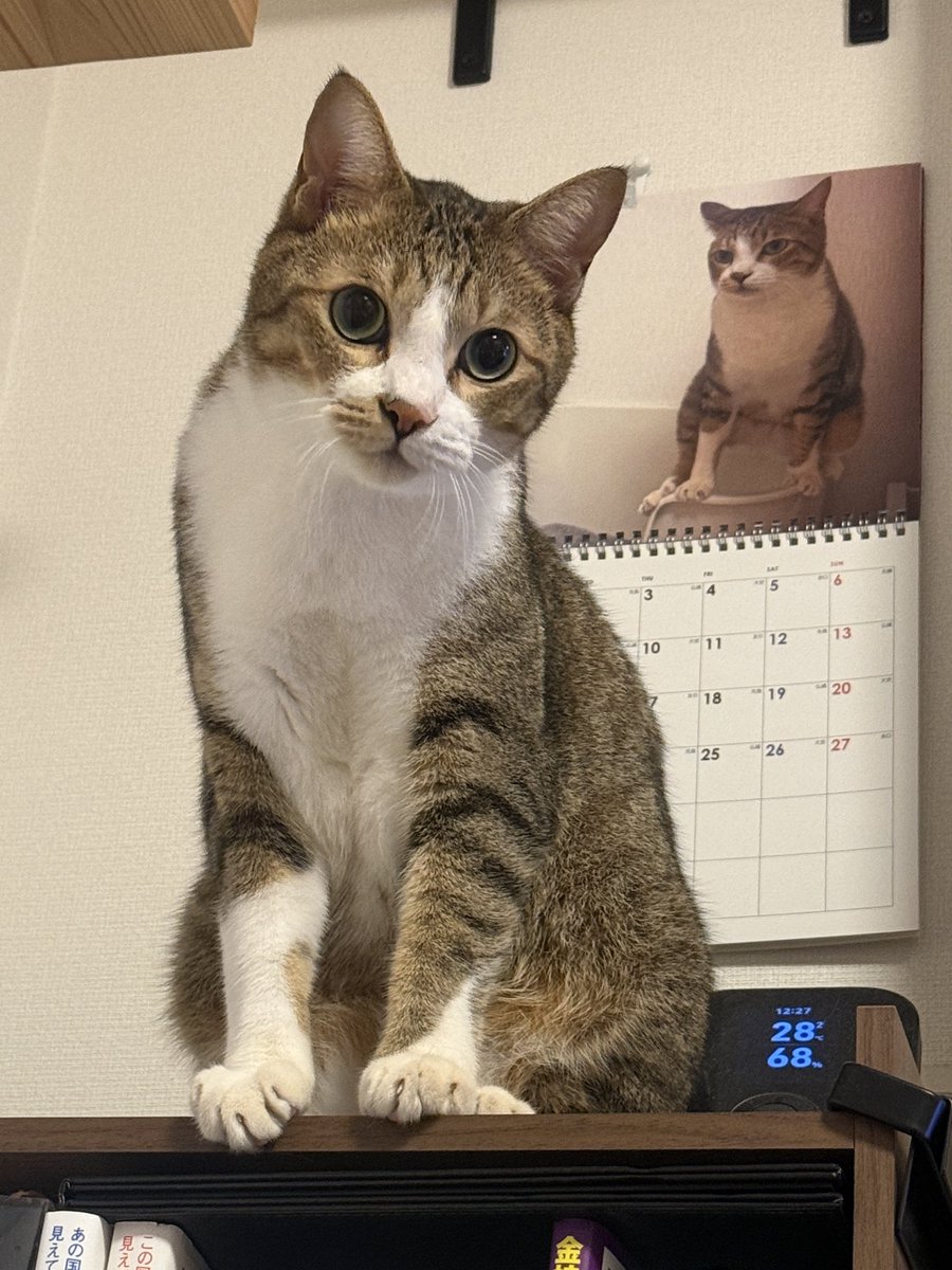 tentochacha's tweet photo. システムトイレの縁に足をかけるので
トイレが気に入らないと思い
大型トイレ＋鉱物系の猫砂に変更

それでもキミは初日は頑張って足をかけてたね、せっかくなので今年のカレンダーに。

すぐに足をかけることはなくなり、今月でちょうど1年。

膀胱炎も再発せず、元気です！

#cats 
#キジ白 https://t.co/NhFpFvp4BP