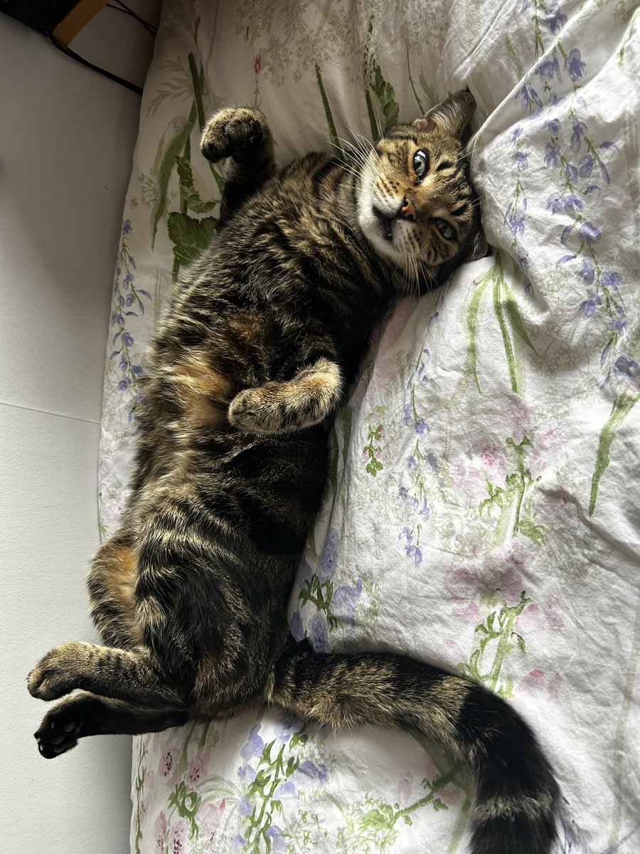 WolfegangSneak1's tweet photo. Ever get one of those days where you don’t know what to do? 😹🐾
#cats #cat #CatsOfX #CatsOnX #WhatToDo https://t.co/3qlCIquMVb