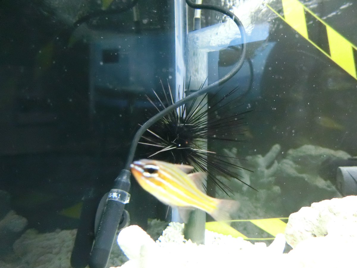 mabo2dayo's tweet photo. ｢ウニがガンガゼで魚はキンセンイシモチ～♪｣
…見るからに痛そうです
｢トゲに毒がある上に脆いので折れて体内に残ってしまうことがある～♪｣
…それはキツいです
｢なおキンセンイシモチは小さいのでガンガゼの隙間に潜り込んで身を守る～♪｣
…それで一緒にいるんですか https://t.co/VcFh9EtQ0p