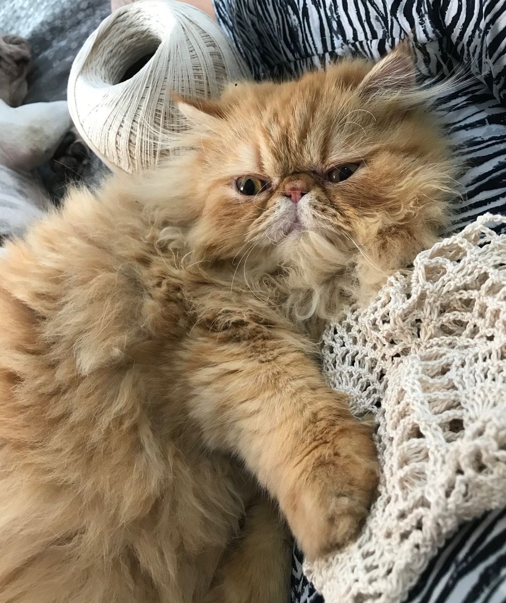 mscxve's tweet photo. my lovely Crookshanks https://t.co/NTFJh2GGqz