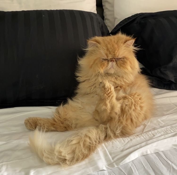mscxve's tweet photo. my lovely Crookshanks https://t.co/NTFJh2GGqz